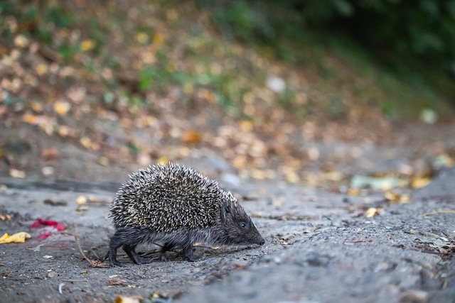 之际依然能 之际依然能