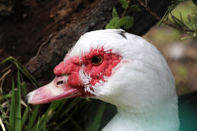 核心地位 核心地位